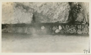 Image of Black Guillemot's nest